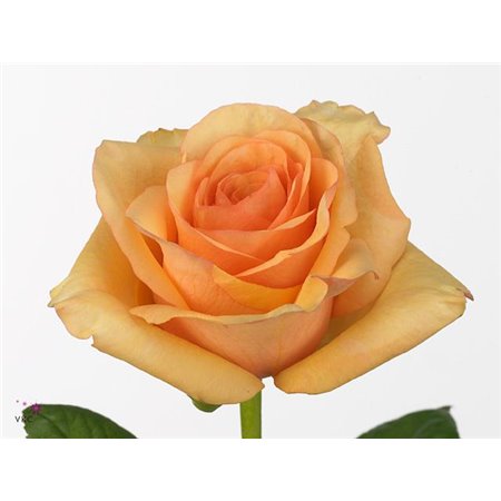 Vrtnica Luciano c2460