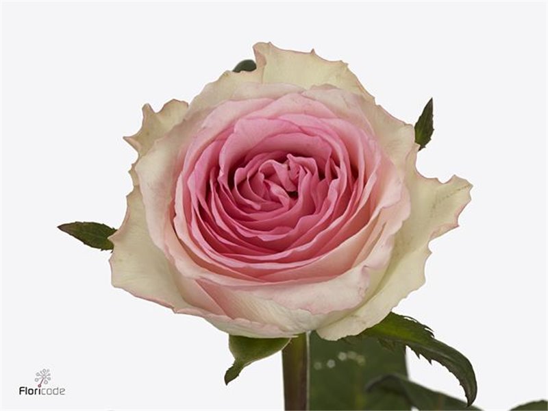 Vrtnica Mamma Mia c2465