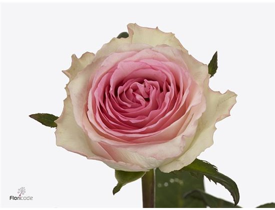 Vrtnica Mandala c2466