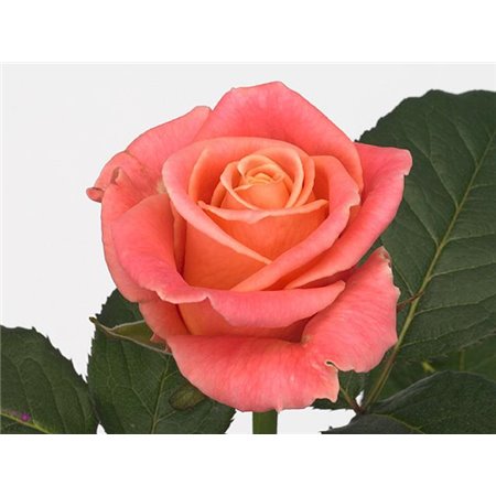 Vrtnica Minion Rose c2473