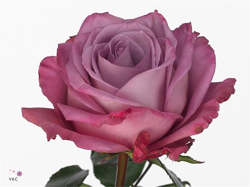 Vrtnica Moody Blues c2492