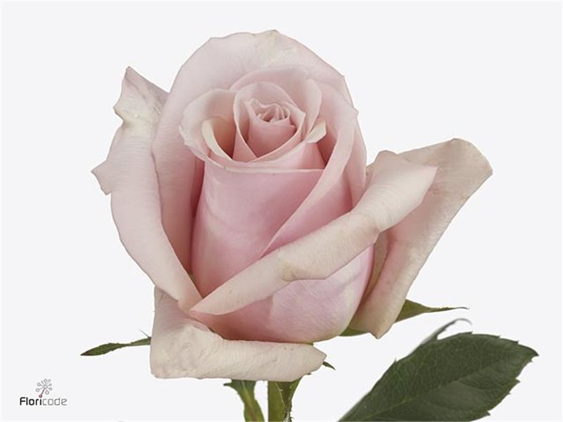 Vrtnica Mother Of Pearl c2497