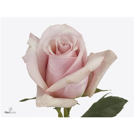 Vrtnica Mother Of Pearl c2497