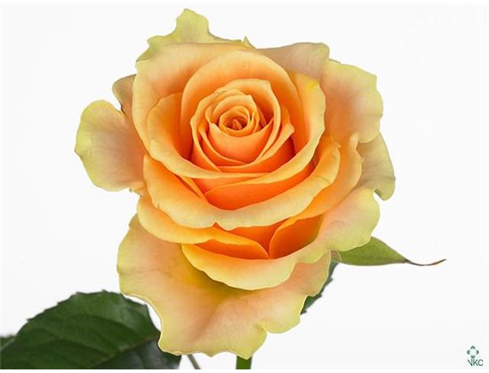 Vrtnica Mother Of Pearls c2498