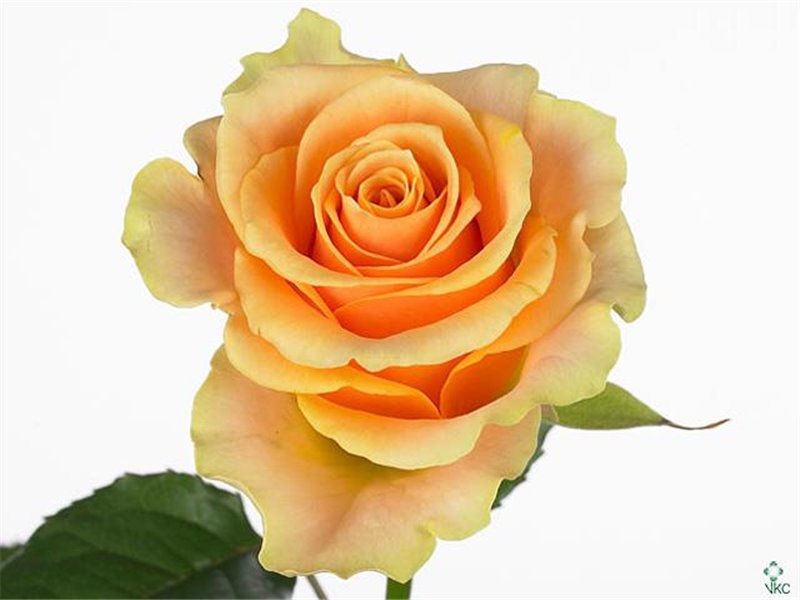 Vrtnica Mother Of Pearls c2498