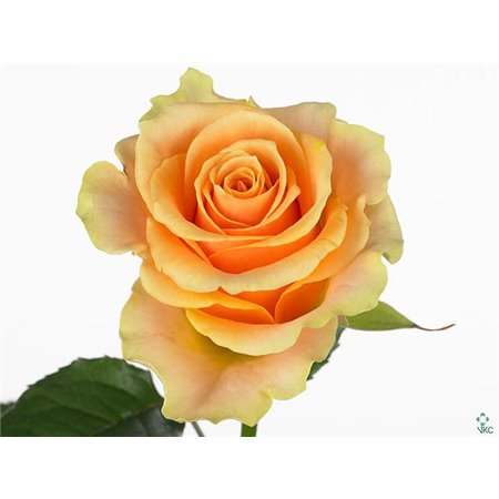 Vrtnica Nectarine c2499