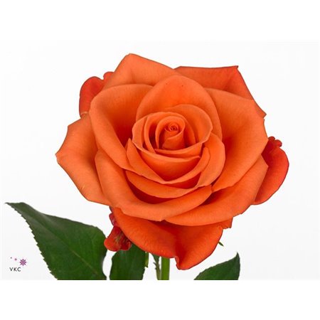 Vrtnica Orange Crush c2511