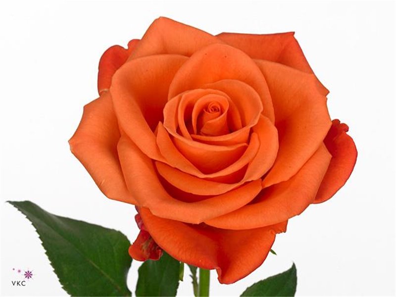 Vrtnica Orange Crush c2514