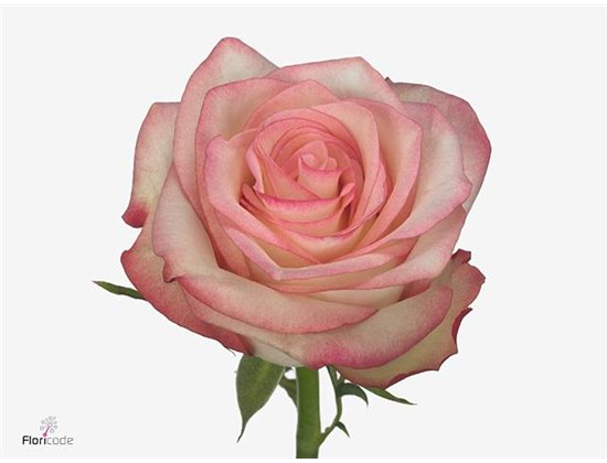 Vrtnica Paloma c2520