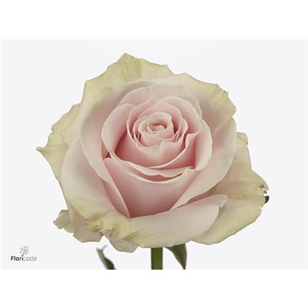 Vrtnica Pink Mondial c2553