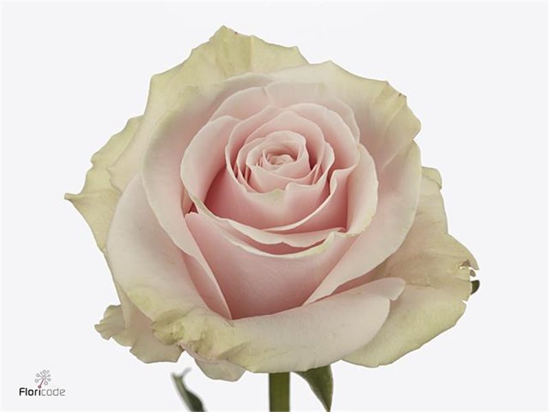 Vrtnica Pink Mondial 60cm c2556