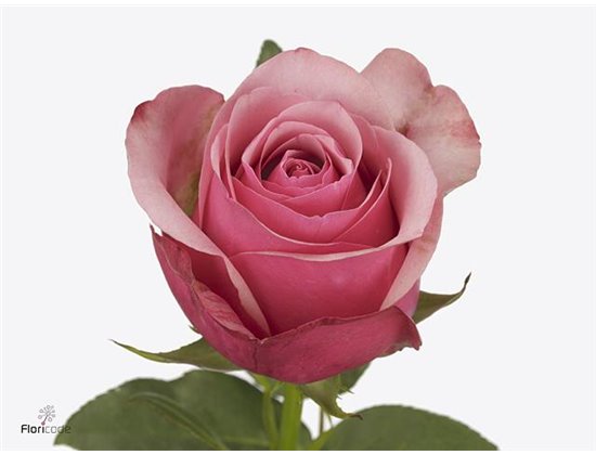 Vrtnica Pink Paloma c2557