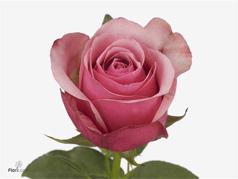 Vrtnica Pink Paloma c2557