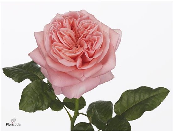 Vrtnica Pink X-pression c2560