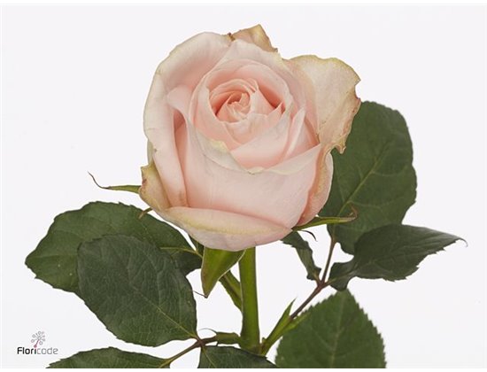 Vrtnica Pomarosa c2564