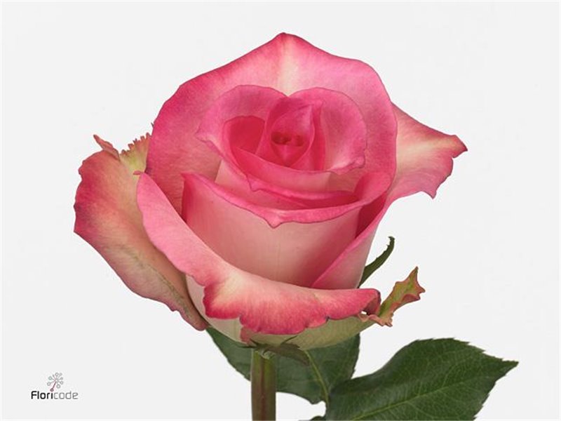 Vrtnica Priceless c2565