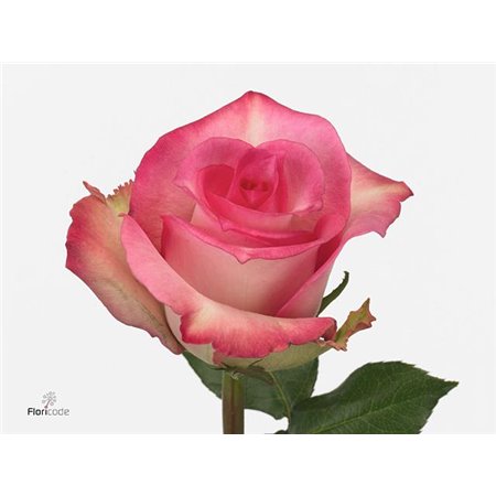 Vrtnica Priceless c2565