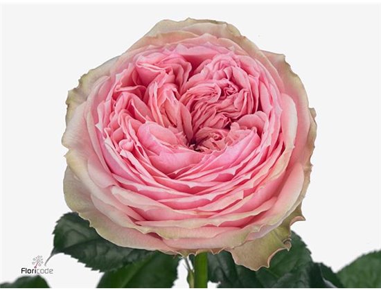 Vrtnica Pride Of Jane c2567