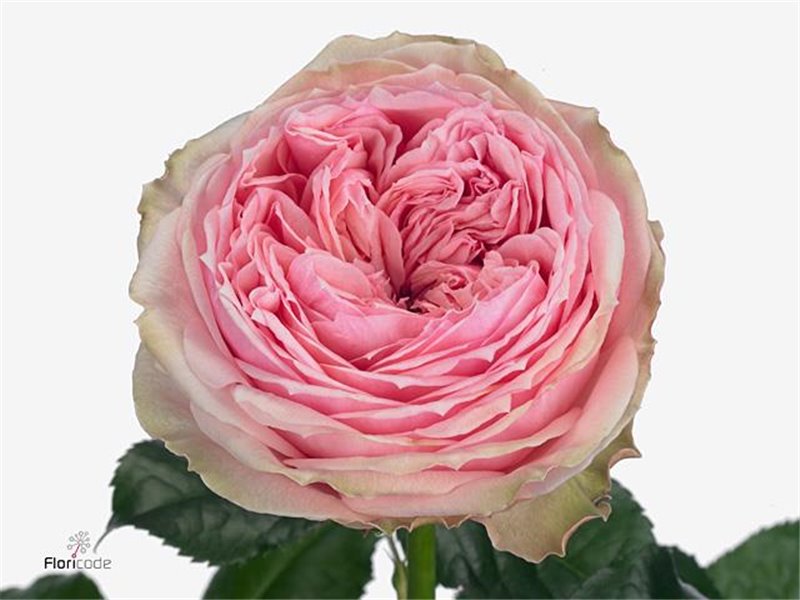 Vrtnica Pride Of Jane c2567