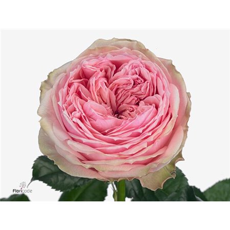 Vrtnica Pride Of Jane c2567