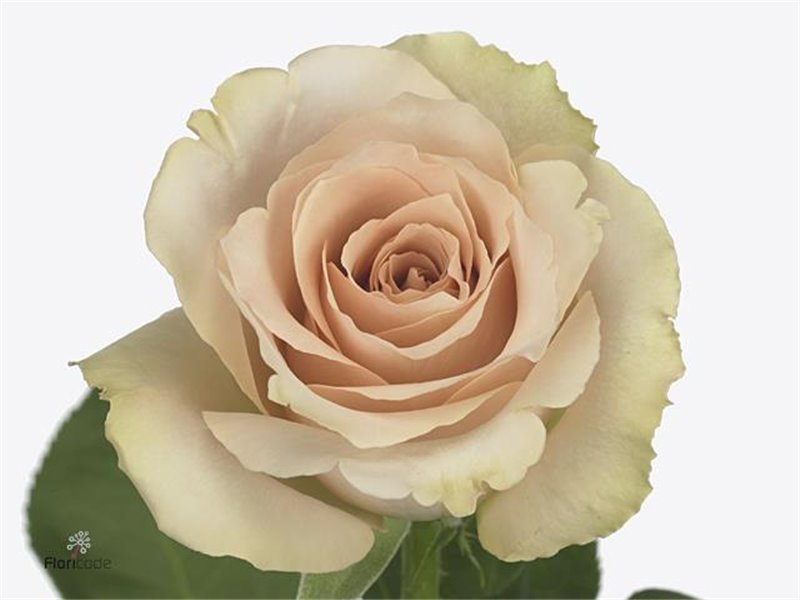 Vrtnica Quicksand c2571