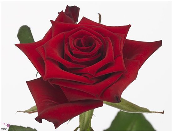 Vrtnica Red Paris c2577