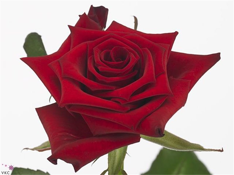 Vrtnica Red Paris c2577