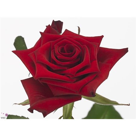 Vrtnica Red Paris c2577