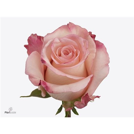 Vrtnica Rhoslyn c2580