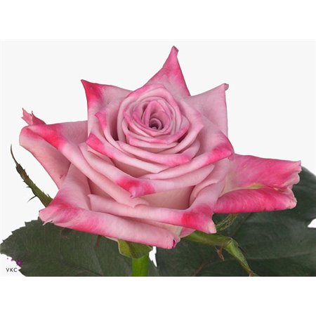 Vrtnica Rhoslyn c2581