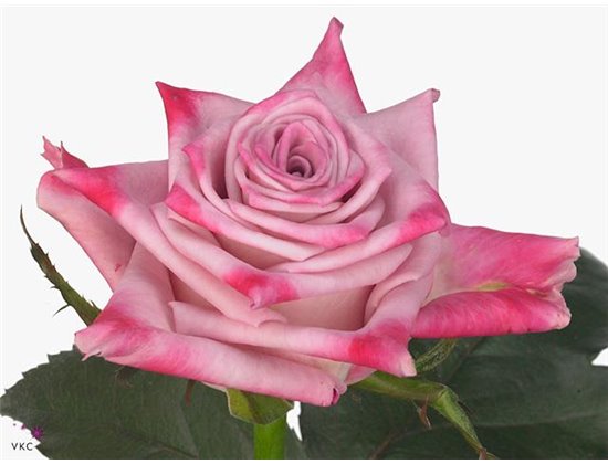 Vrtnica Rock Fire c2582