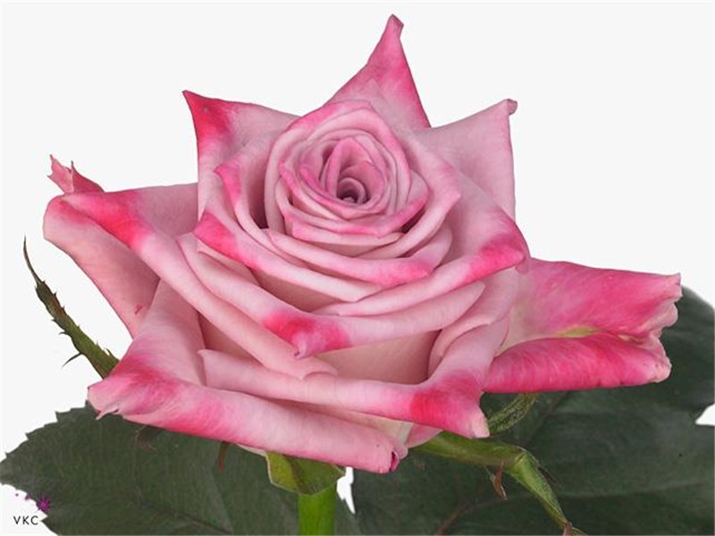 Vrtnica Rock Fire c2582