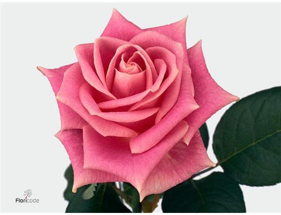 Vrtnica Rosita Vendela c2583