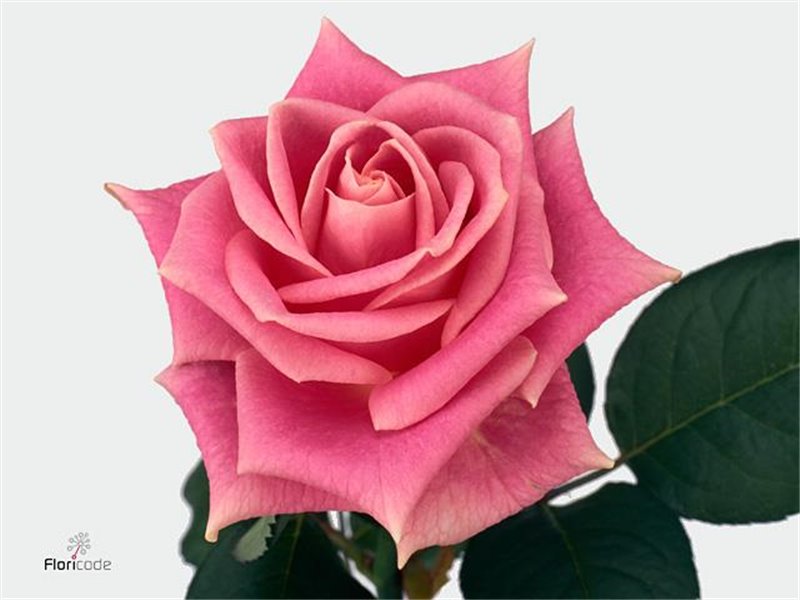 Vrtnica Rosita Vendela c2583