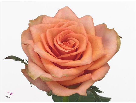 Vrtnica Samba Pa Ti c2586