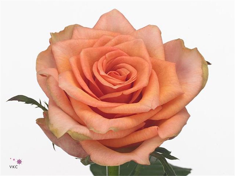 Vrtnica Samba Pa Ti c2586