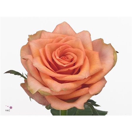 Vrtnica Samba Pa Ti c2586