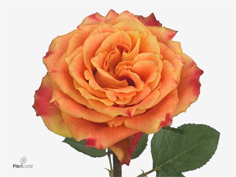 Vrtnica Silantoi c2610