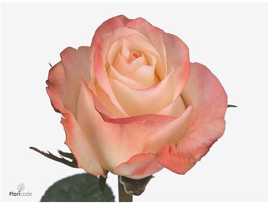 Vrtnica Sophie c2618