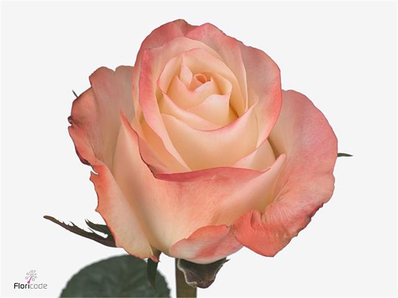 Vrtnica Sophie c2618