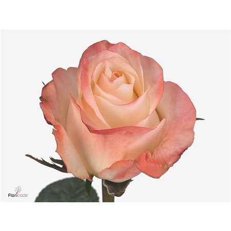 Vrtnica Sophie c2618