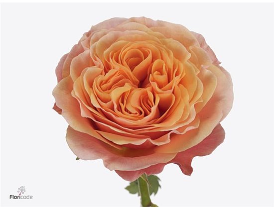 Vrtnica Soulmate c2619