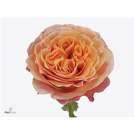 Vrtnica South Park c2620