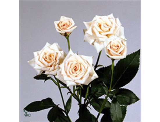 Vrtnica spray New Moon c2621