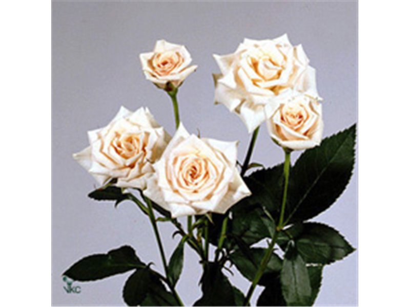 Vrtnica spray New Moon c2621