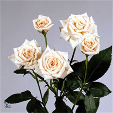 Vrtnica spray New Moon c2621