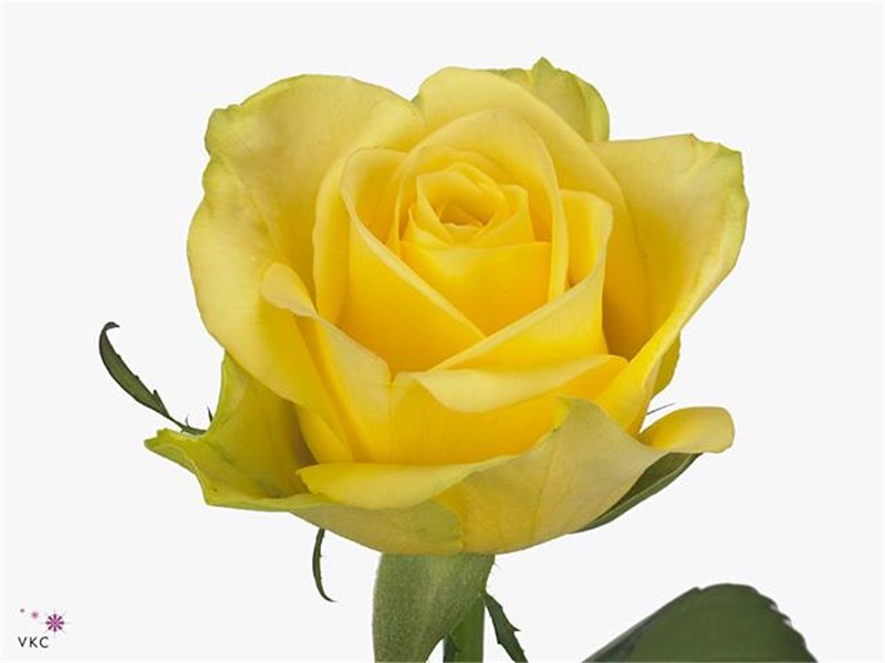 Vrtnica Stardust c2622