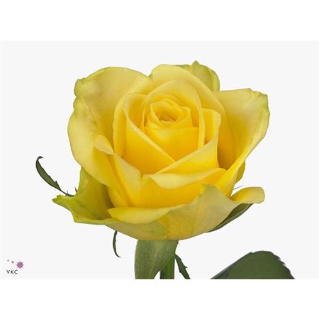 Vrtnica Stardust c2622