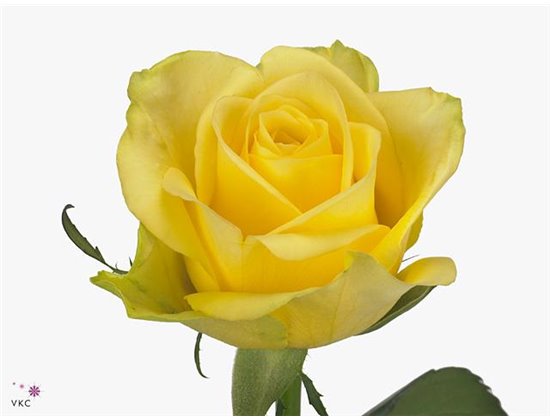 Vrtnica Stardust c2623