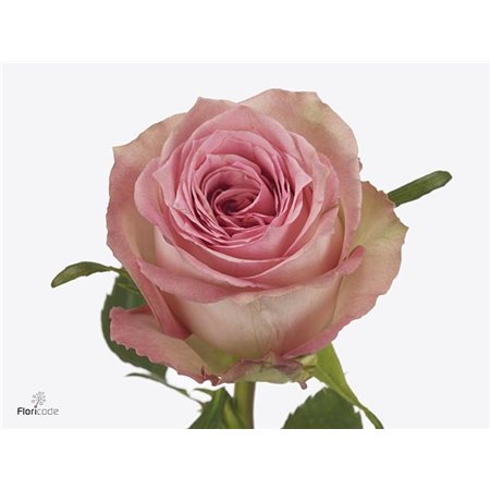 Vrtnica Sweet Elegance c2627